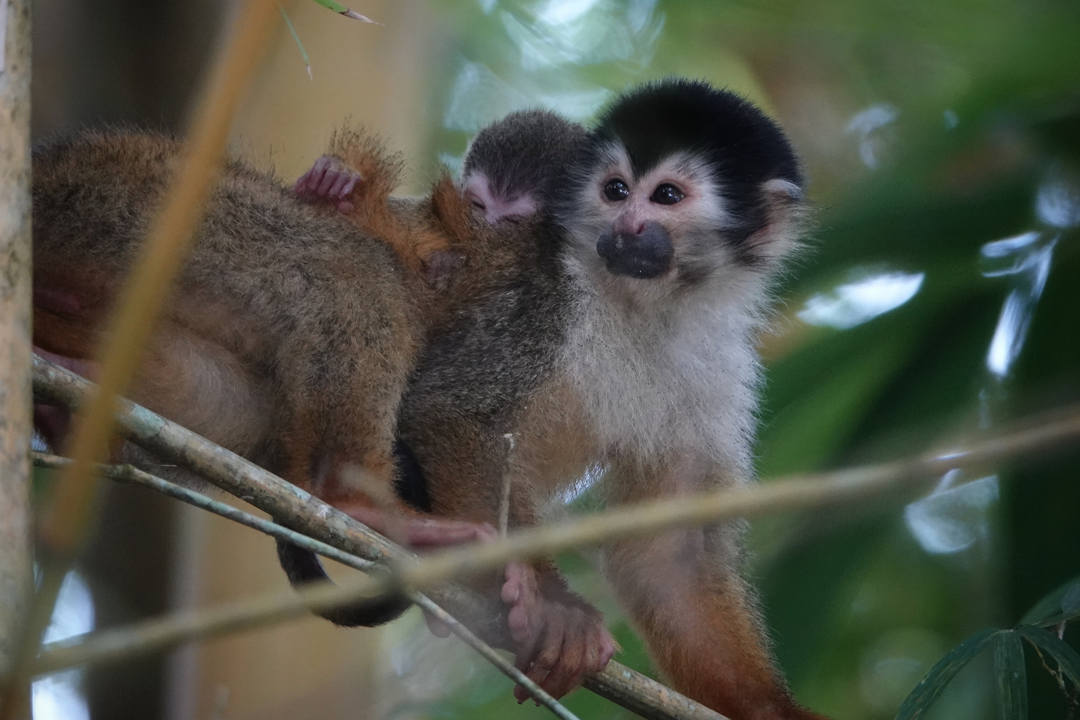 Famille de singes saïmiris